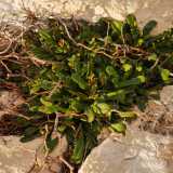 Tra le fessure spuntano numerose piantine, tra cui una molto speciale che mostra ancora i segni di una recente fioritura: � il limonio del Caspio
